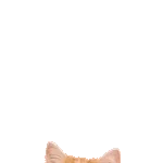 飛び出す❤️猫猫猫2