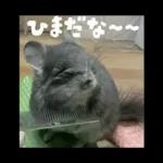 ふらんねるスタンプ【日常】