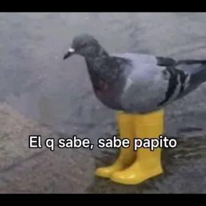 El q sabe, sabe papito - getsticker.com