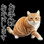 リアルな猫の敬語