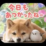 とびだす★夏 柴犬★わんこ♡犬
