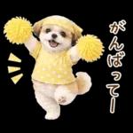 気持ち伝わる癒やしシーズー