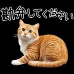 リアルな猫の敬語