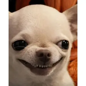 getsticker.com