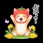 毎日使える 茶トラねこ 春 日常 いちご帽子