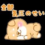 雨、梅雨、夏に使う❤️いやしばいぬ❤️柴犬