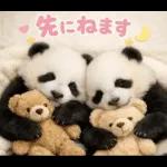 飛び出す♡パンダの家族連絡