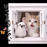 仲良し♡シマエナガと子猫ちゃん