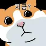 고양이 확대 2