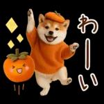 大人かわいい秋の癒し柴犬