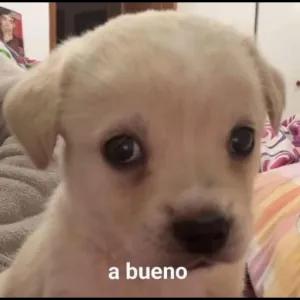 a bueno - getsticker.com