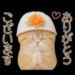 スコティッシュ猫 カラフル帽 夏 敬語
