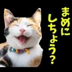 島根出雲弁☆にゃんこ