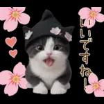 可愛いハチワレ猫 春の思いやり 敬語