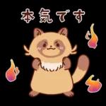 imananishiteru tanuki