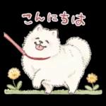 Samoyed-san in Spring