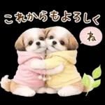 気持ち伝わる癒やしシーズー