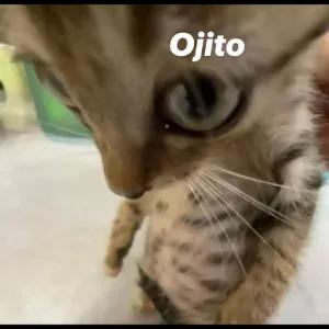 Ojito - getsticker.com