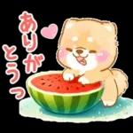 大人の夏❤️いやしばいぬ❤️柴犬