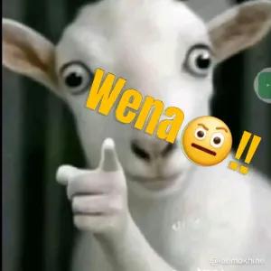 Wena - getsticker.com