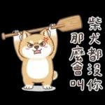 柴犬可愛諧音梗