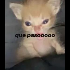 que pasoooo - getsticker.com