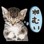 ねこちぃず♡梅雨〜初夏ver