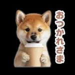 リアクションする柴犬【連絡用・日常会話】