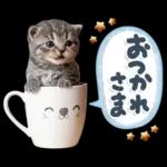 ねこちぃず♡梅雨〜初夏ver