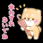 雨、梅雨、夏に使う❤️いやしばいぬ❤️柴犬