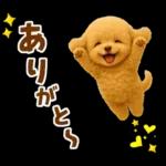 毎日使える【挨拶★返事】トイプードル