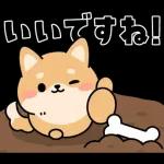 飛び出す！シバイヌの日常敬語スタンプ