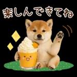 大人かわいい秋の癒し柴犬