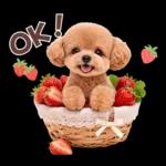 春♡とってもかわいいトイプードル