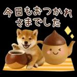 大人かわいい秋の癒し柴犬
