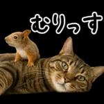 キジトラ猫飼いさんのダジャレ