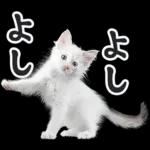 リアルな子猫ミーム（秋ハロウィン）