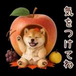 大人かわいい秋の癒し柴犬