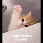 Hazle Zoom a mi patita todo va a estar bien @psicologacana