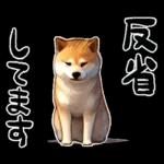 柴犬ワンダフル！！！！！