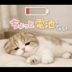 飛び出す♡やる気ないにゃんこ