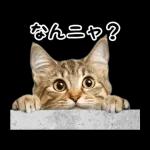 動く！猫の日常2