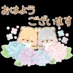 初夏❤️いやしばいぬ❤️16/柴犬