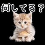 リアルな子猫ミーム（秋ハロウィン）