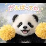 飛び出す♡まいにちパンダ