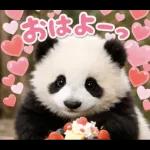 だいすきパンダ