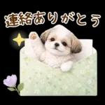 気持ち伝わる癒やしシーズー
