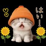 スコティッシュ猫 カラフル帽 夏 敬語