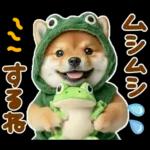 梅雨初夏♡わんこ