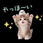 仲良し♡シマエナガと子猫ちゃん